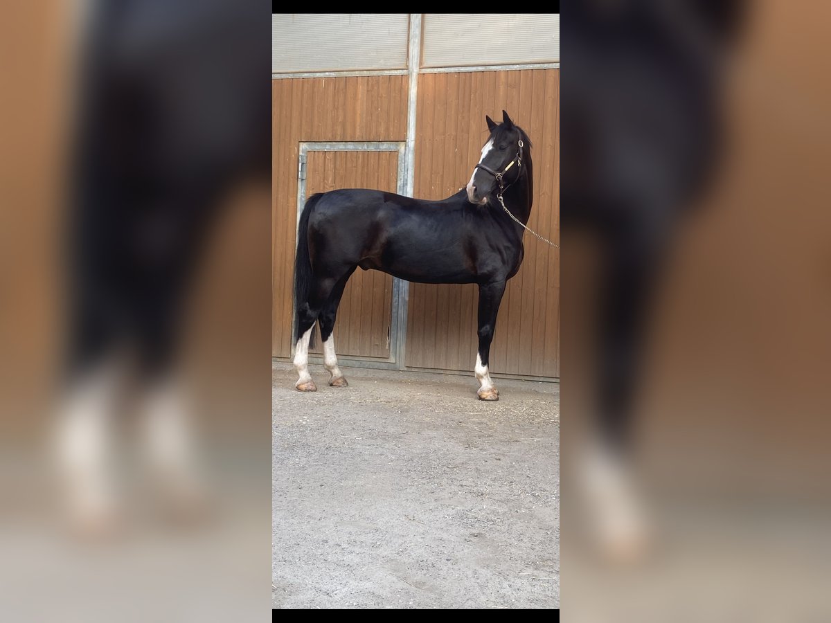 Tuigpaard Hongre 12 Ans 168 cm Noir in Wimpassing an der Leitha