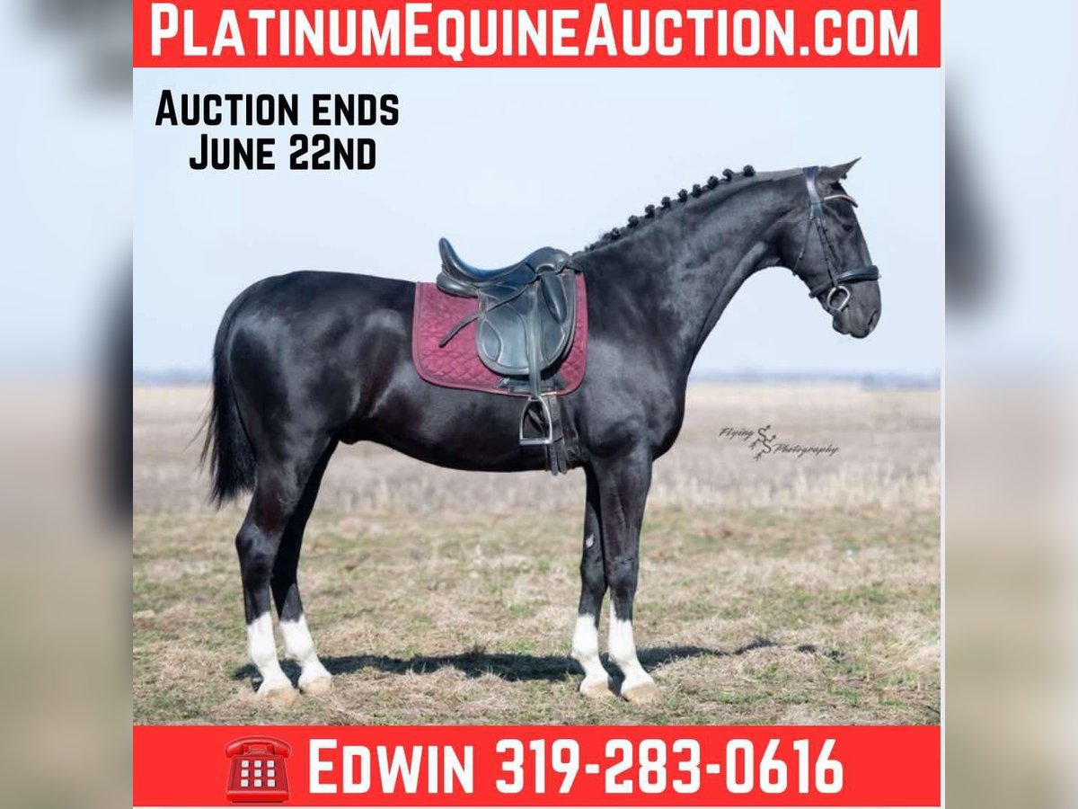 Tuigpaard Hongre 6 Ans Noir in Fairbank IA