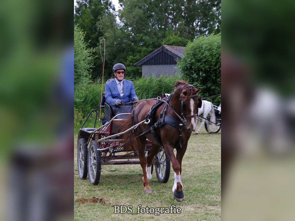 Tuigpaard Mix Ruin 13 Jaar 160 cm Vos in West-grafdijk