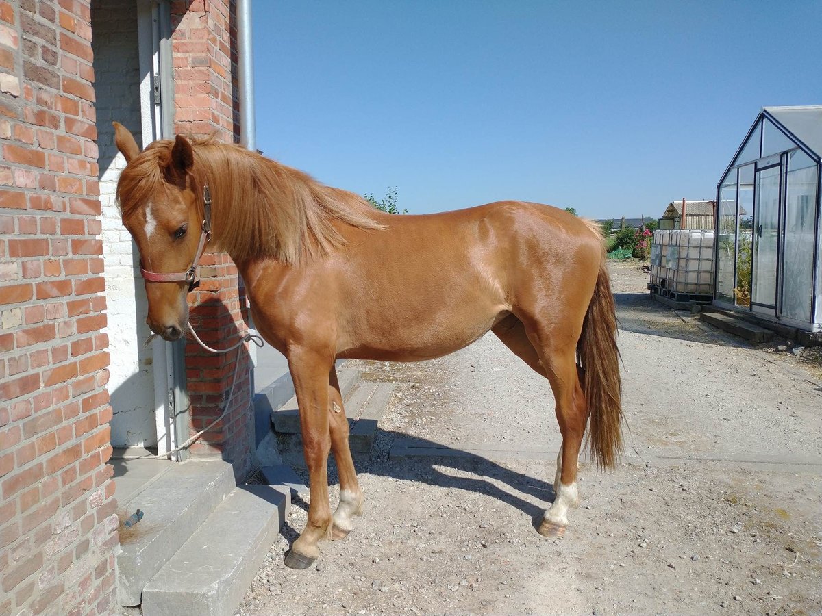 Tuigpaard Mix Stute 4 Jahre 169 cm Rotfuchs in Londerzeel