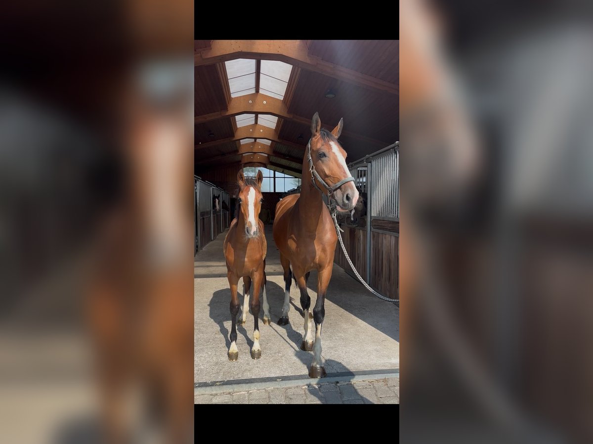Tuigpaard Stute 6 Jahre 164 cm Brauner in Bottrop
