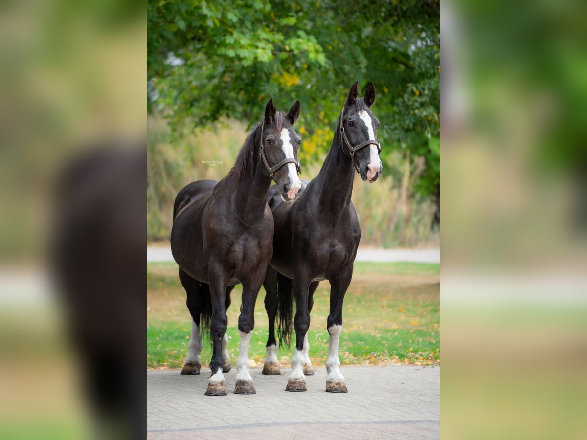 Tuigpaard Wallach 22 Jahre 165 cm Rappe in Haaren