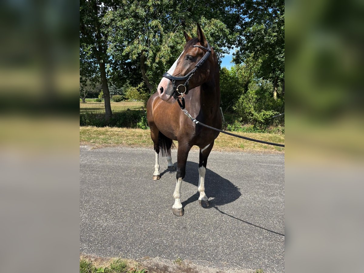 Tuigpaard Wallach 5 Jahre 162 cm Dunkelbrauner in Hoogerheide