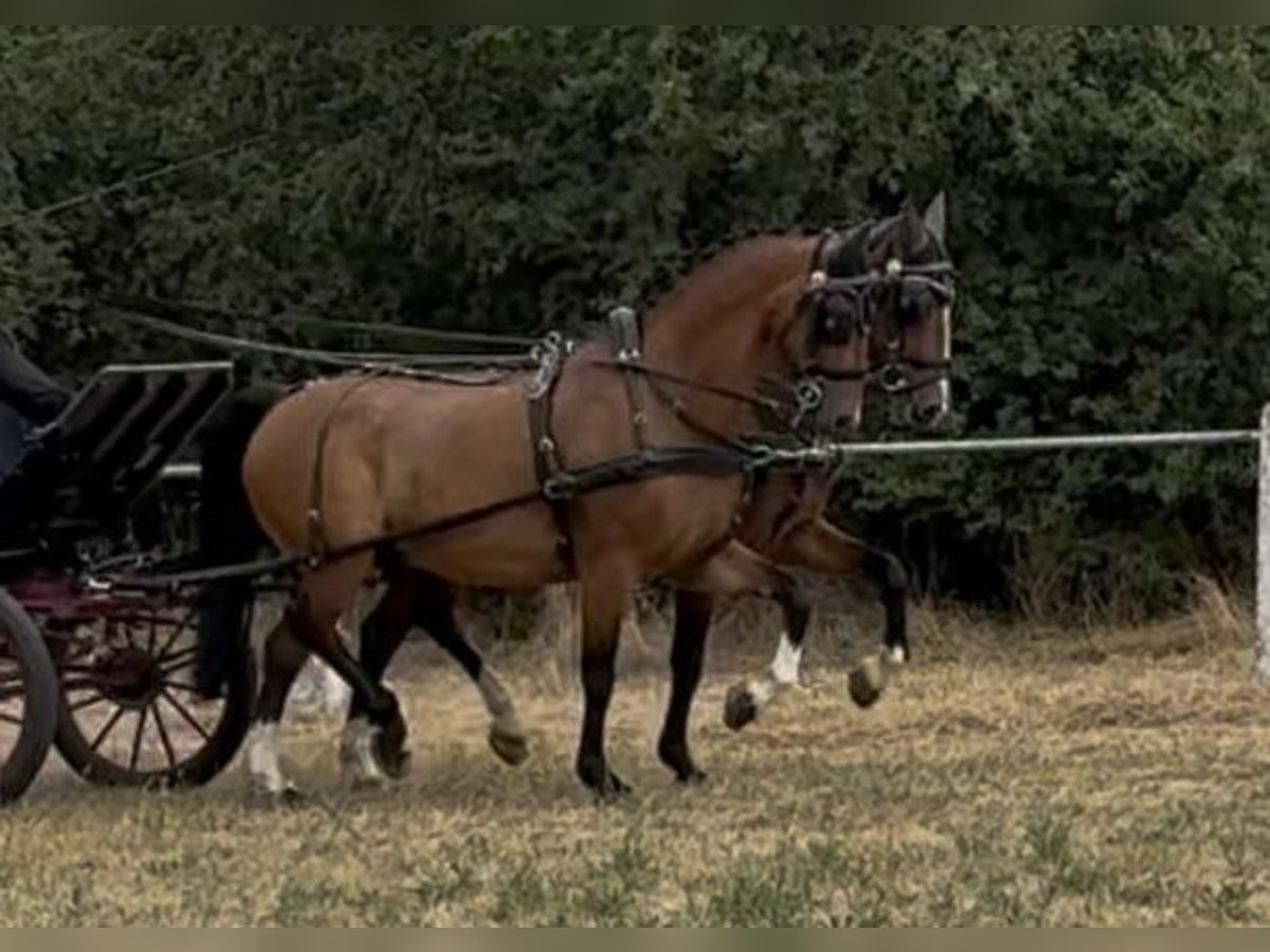 Tuigpaard Wallach 9 Jahre 165 cm Brauner in Bruchsal