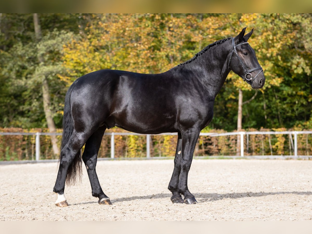 Tungt varmblod Hingst 2 år Svart in Moritzburg