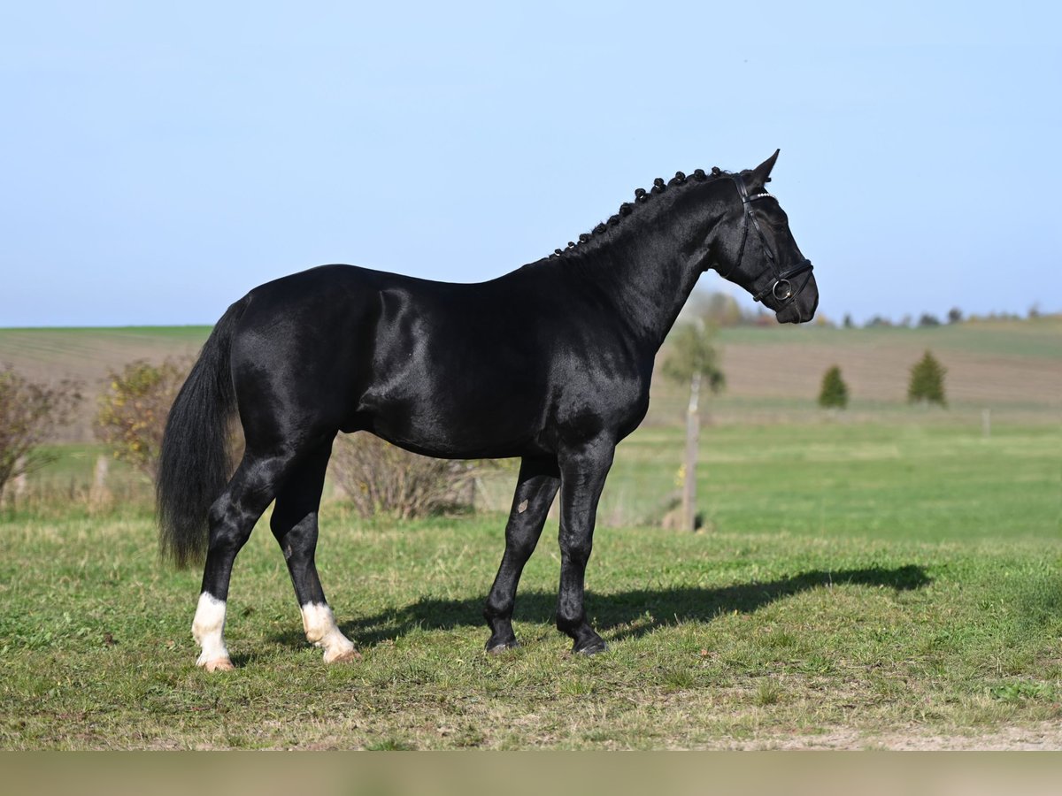 Tungt varmblod Hingst 2 år Svart in Moritzburg