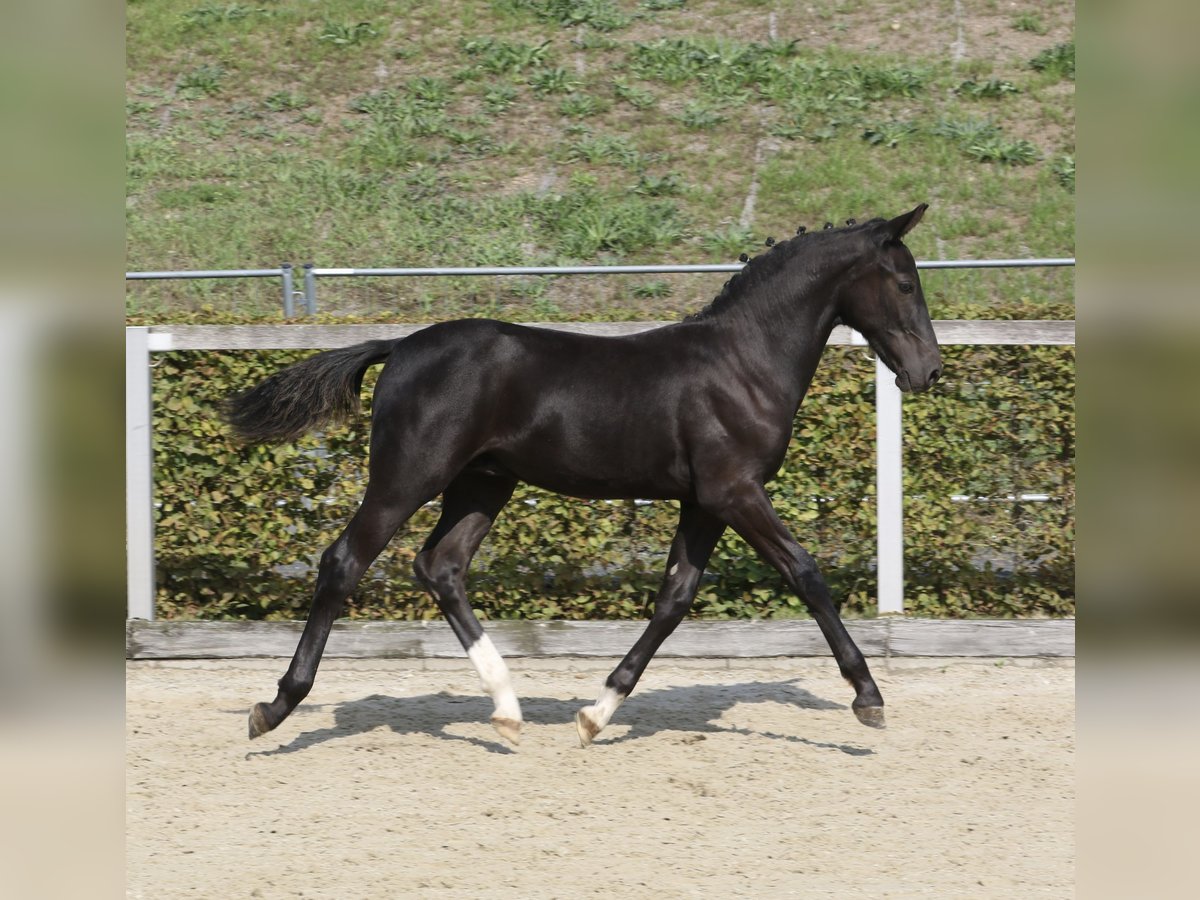 Tungt varmblod Hingst Föl (04/2024) 160 cm Svart in Zwickau