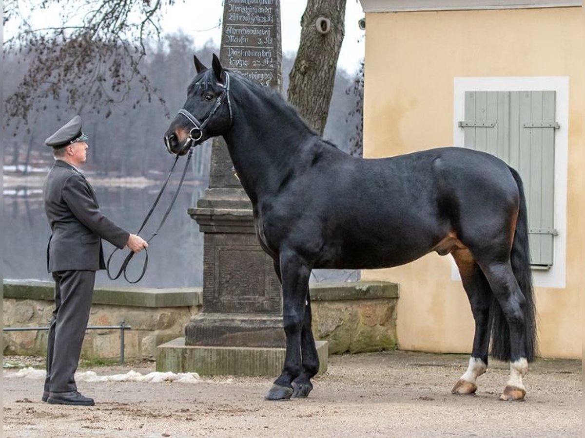 Tungt varmblod Hingst Mörkbrun in Großwaltersdorf