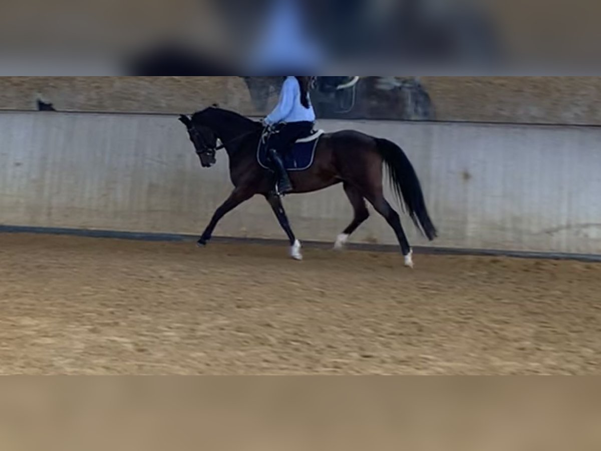 Turingio Giumenta 17 Anni 163 cm Baio in Fuldabr&#xFC;ck
