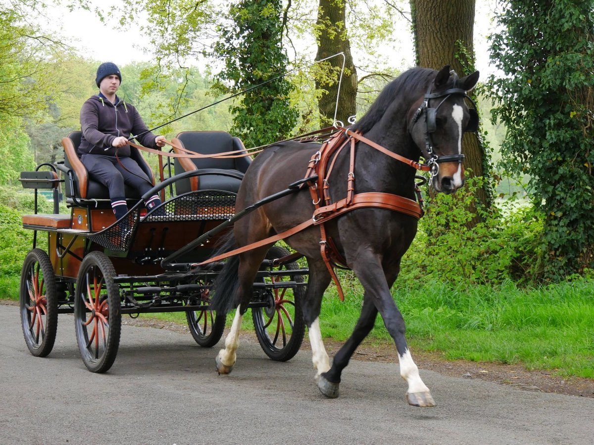 An- und Verkauf von Ponys und Pferden