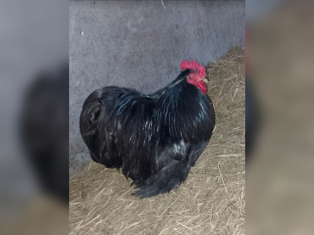 Hahn Elvis und seine 2 Damen suchen eine neue Bleibe …