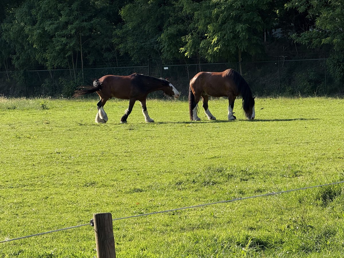 Gezocht, betrouwbare, rustige, gezonde Shire ruin van ca. 8-10 jaar