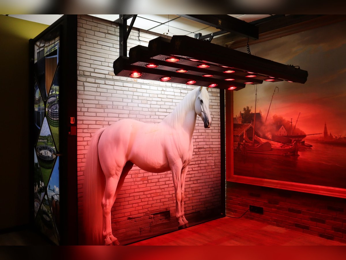 Molenkoning infrarood Paarden Solarium