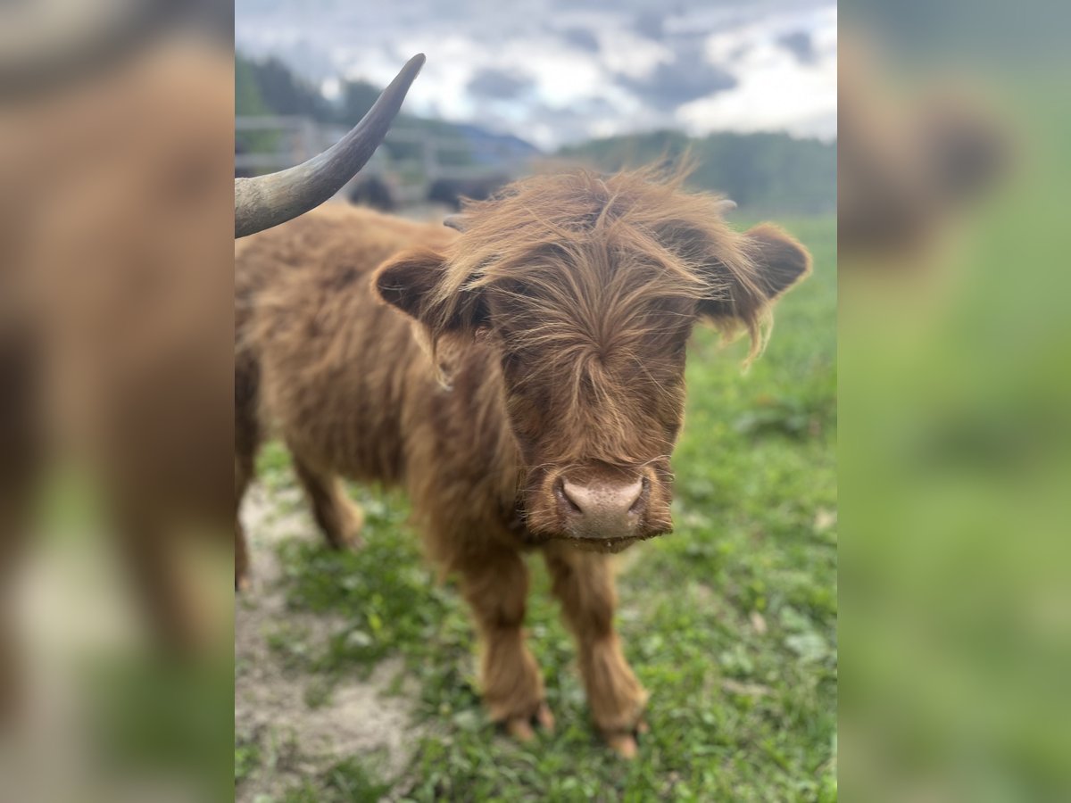 Mini Highlands zur Weidepflege!