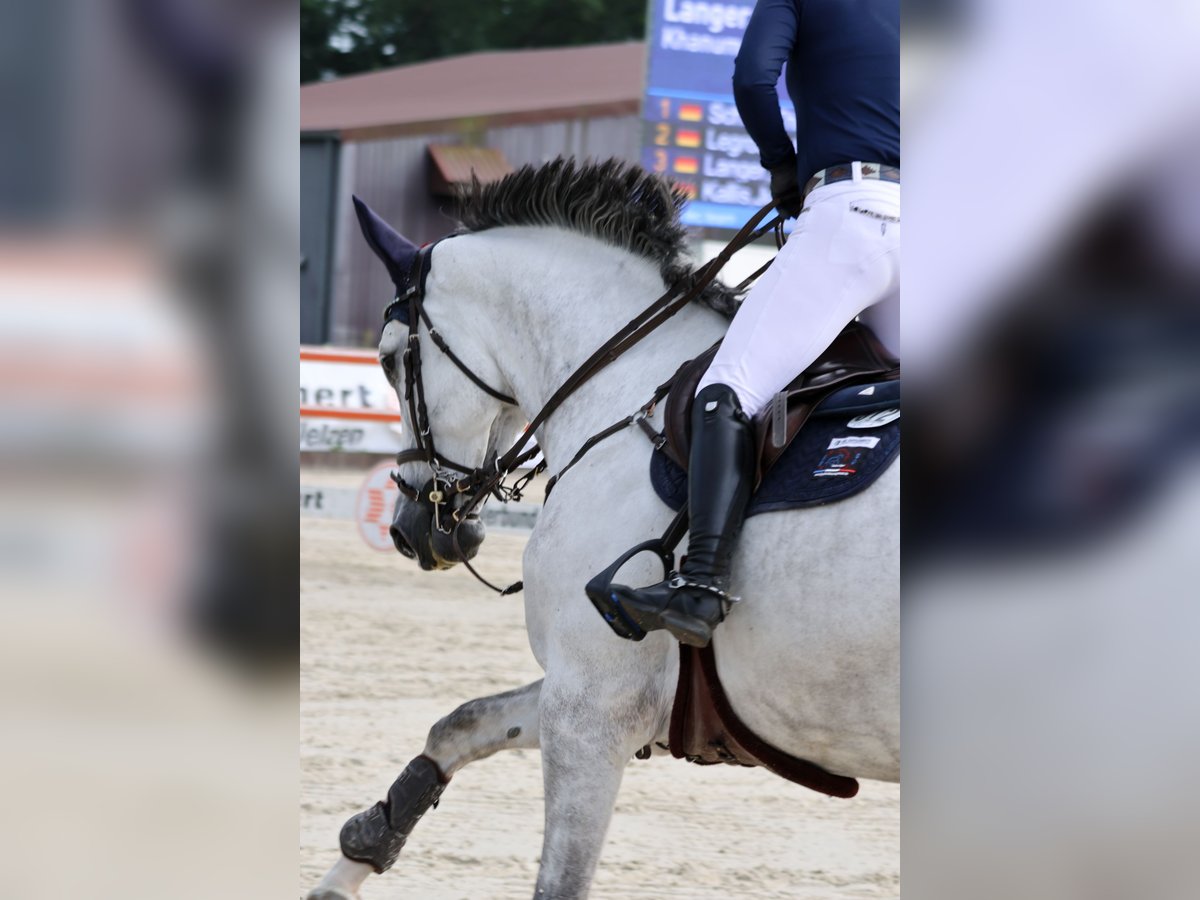 Pferdetransport Transport