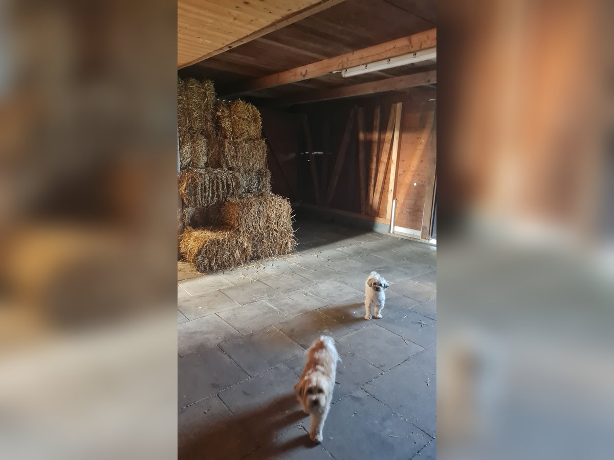 HD Ballen Haferstroh aus 25 trocken eingefahren und gelagert