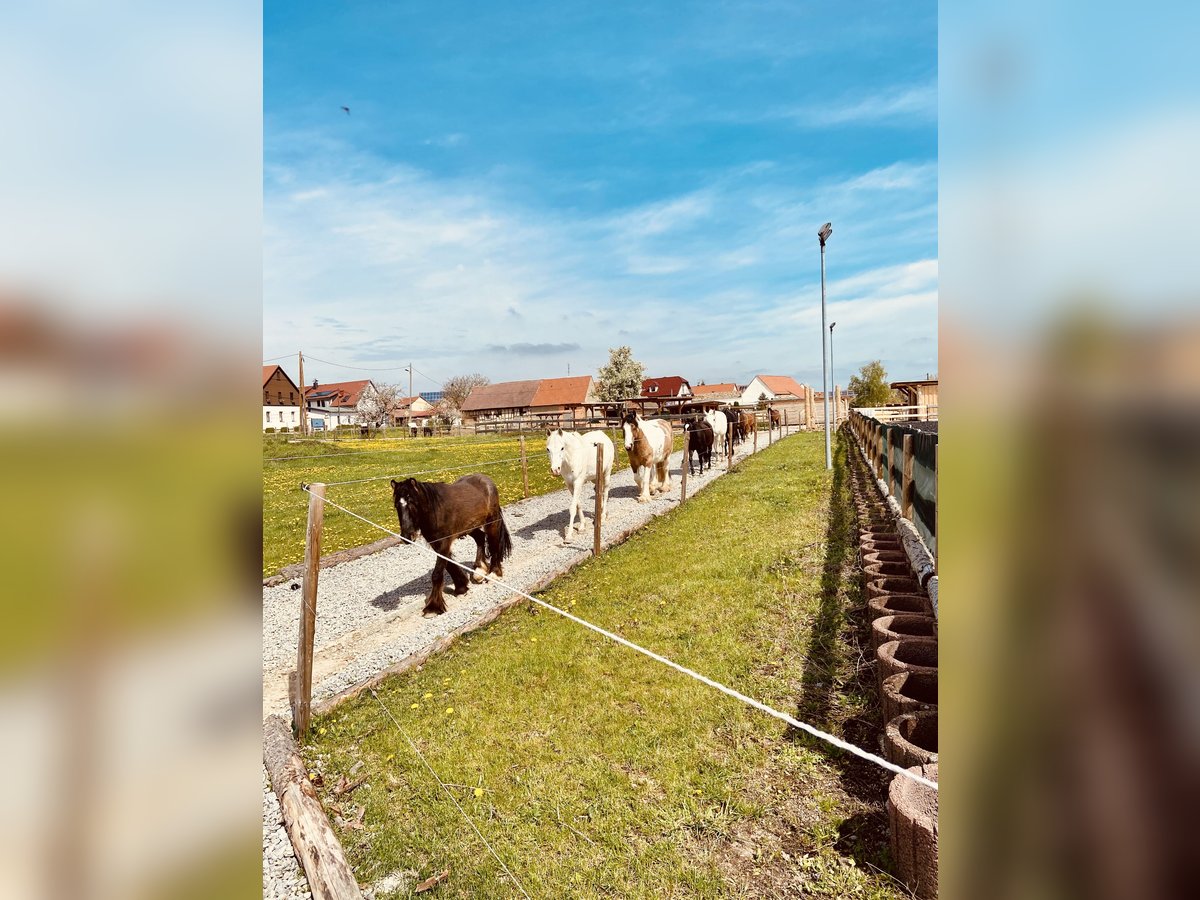 Pensionsplatz Paddocktrail für Wallach