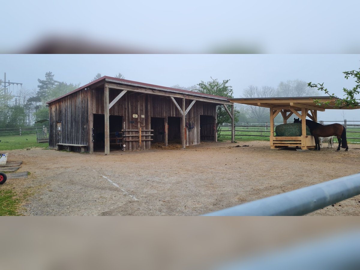 1 Platz im Offenstall für Kleinpferd oder Pony in Böheimkirchen zu vergeben 