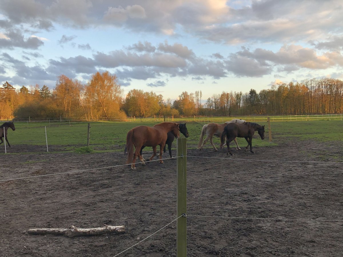 Einstellplätze im Offenstall