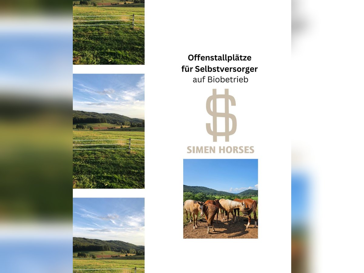 Offenstall Bio Betrieb Wallach Stute Herde Pferde Selbstversorger Steinen