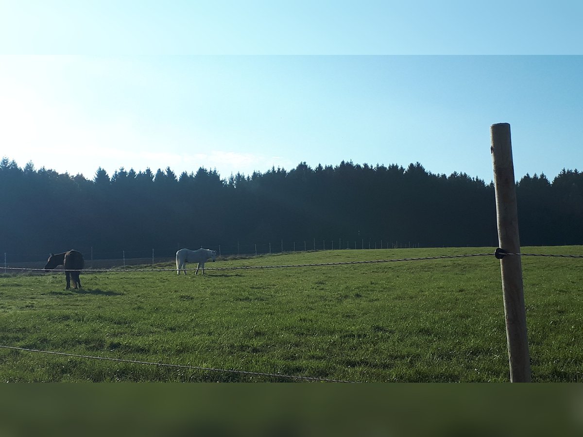 Offenstall für Wallach, Senioren, kranke und Gnadenbrotpferde