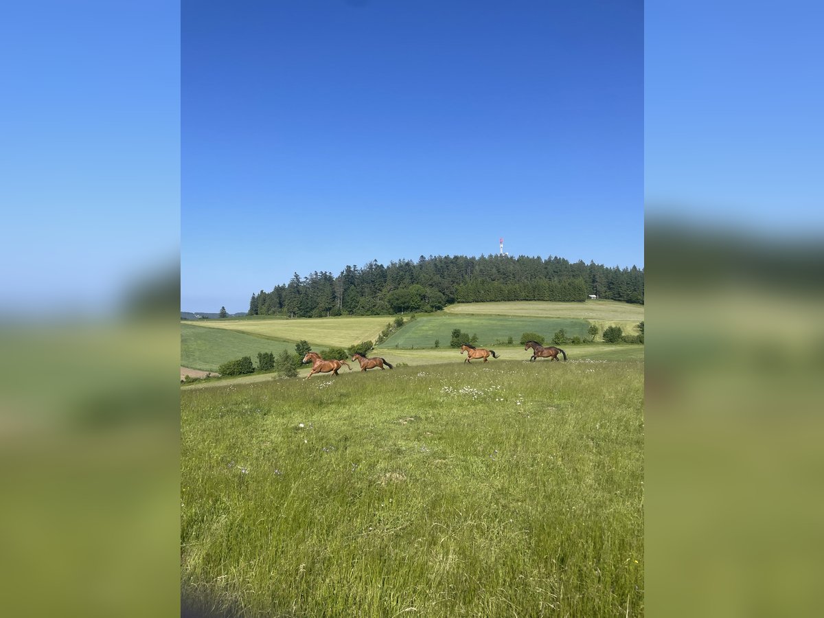 Offenstallplätze für Wallache frei 