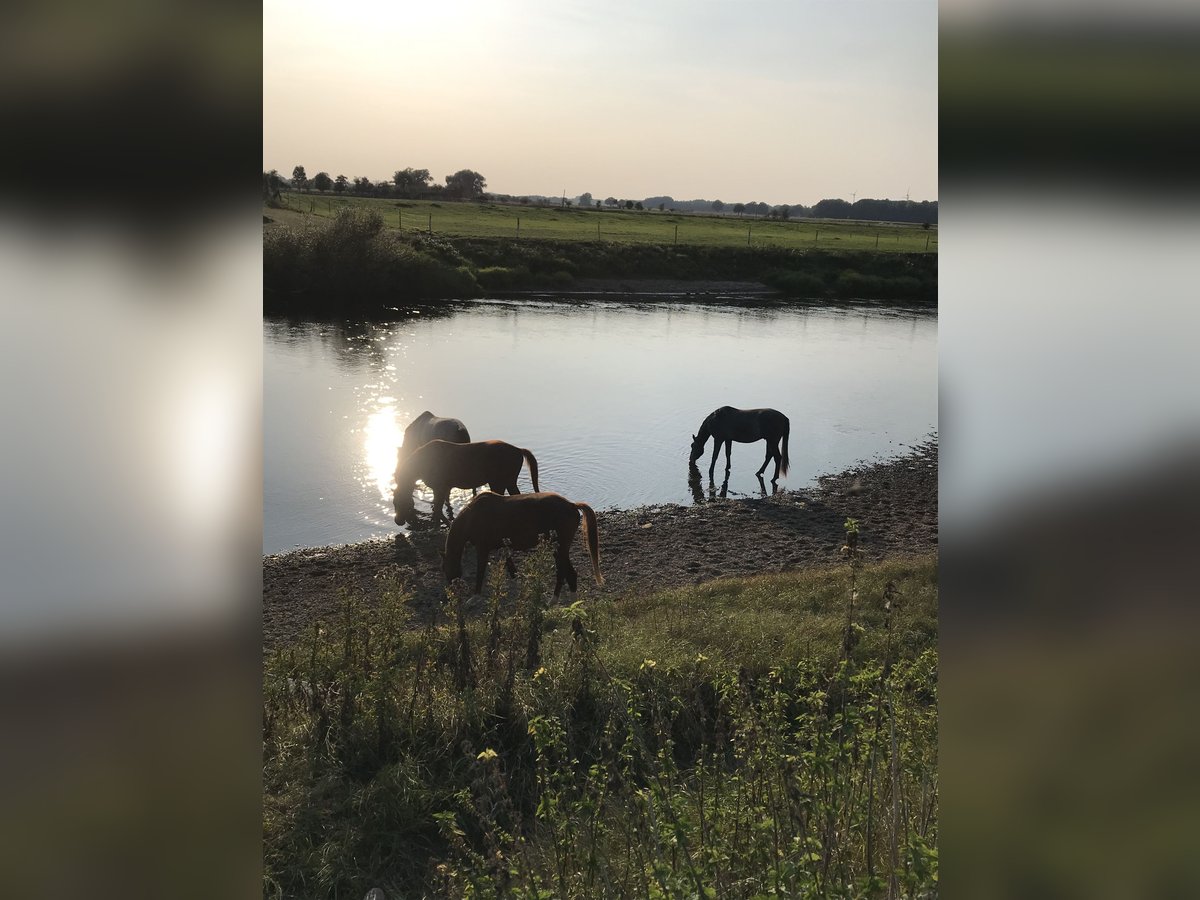 Aufzuchtsplatz für Hengstfohlen direkt am Wasser 