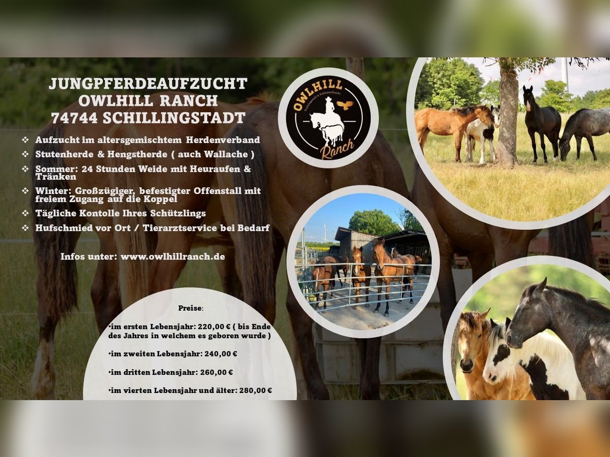 JUNGPFERDEAUFZUCHT ( Hengst- und Wallachgruppe & Stutengruppe ) JUNGPFERDEAUFZUCHT ( Hengst- und Wallachgruppe & Stutengruppe )
