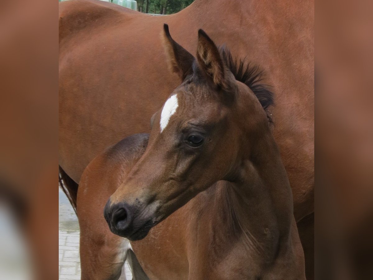 Vollpension von Zuchtstuten/ Aufzucht/ Ausbildung 