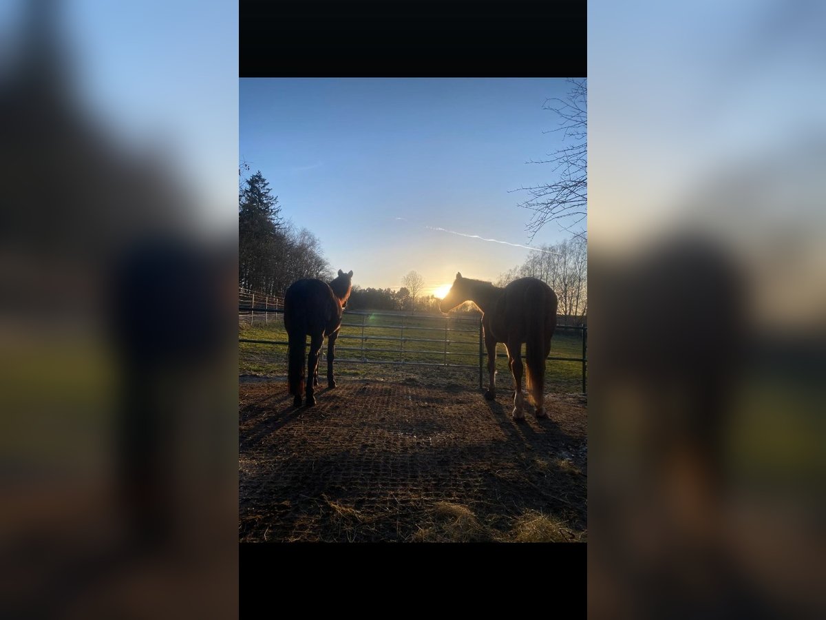 ab Frühjahr 2026 / 1 Paddockbox frei