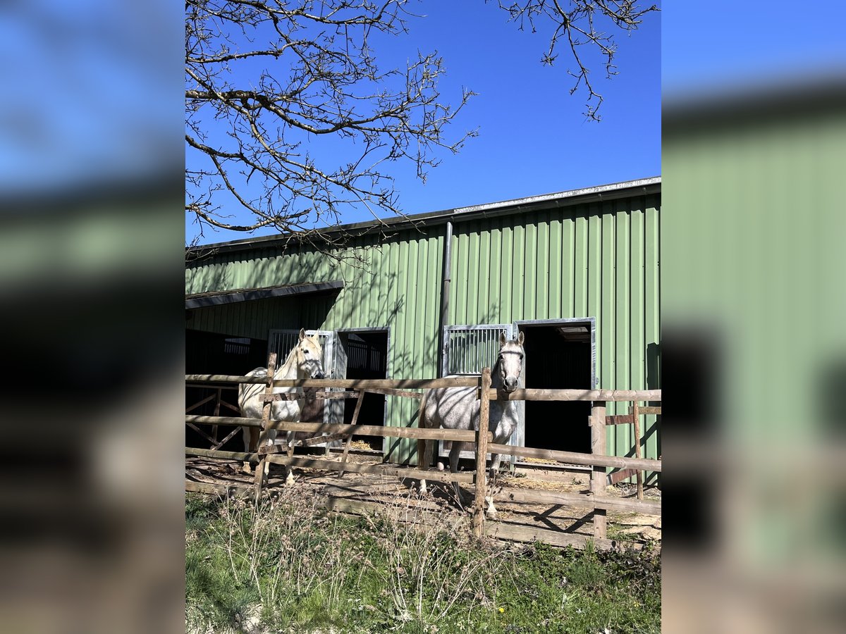 Box frei / Stall frei / Pensionsstall / Paddockbox
