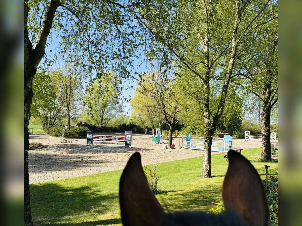 paddock box zu vergeben paddock box zu vergeben