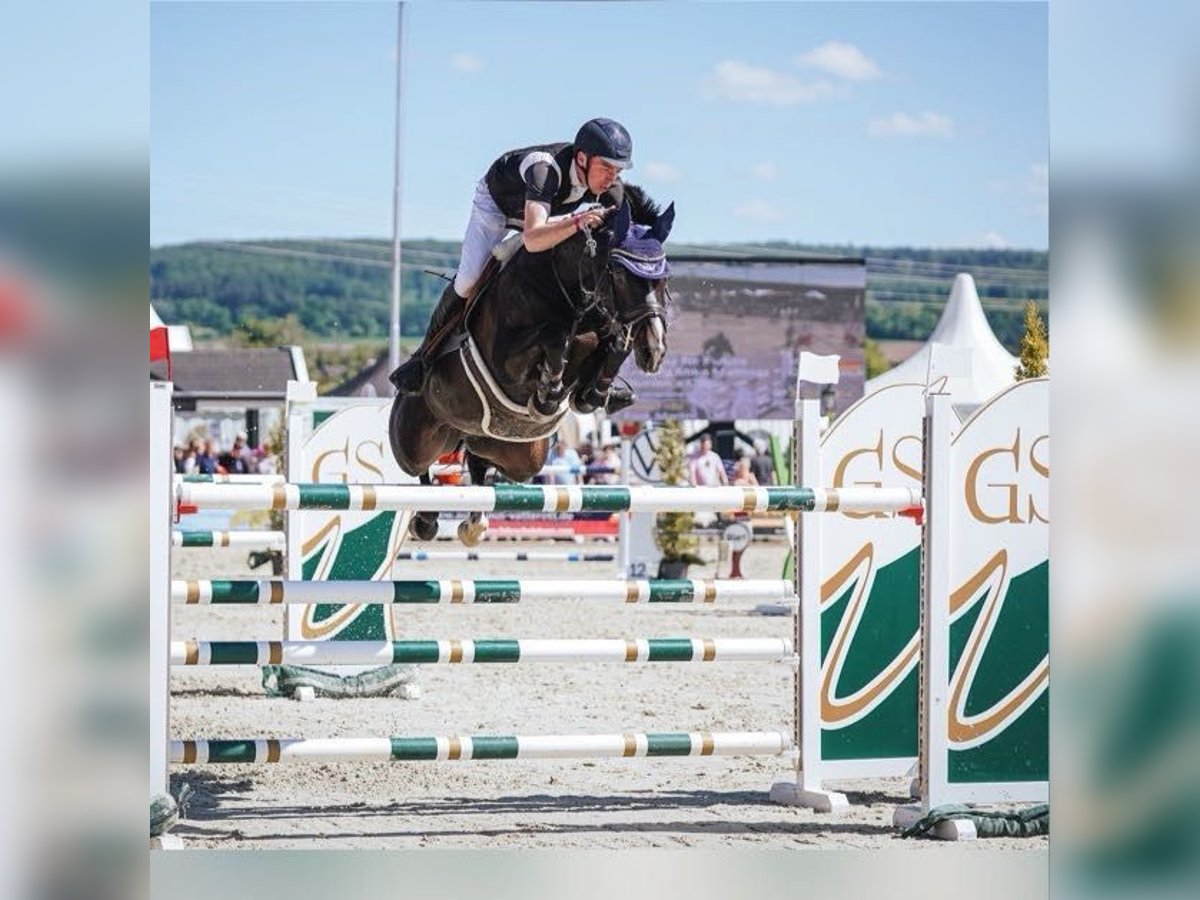 Beritt und Anreiten ihres Pferdes sowie Turniervorstellung im Springen 