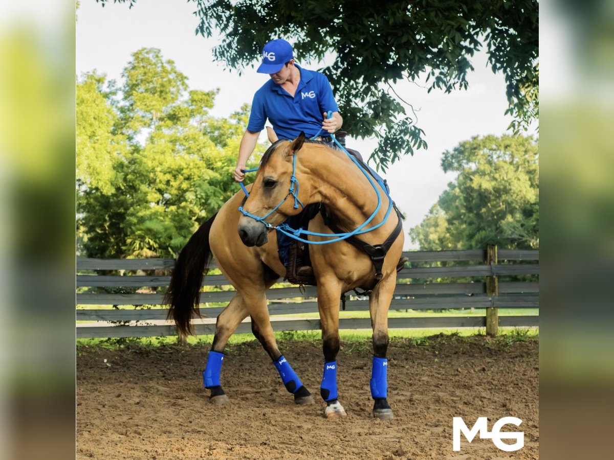 Horse Training in Mississippi | Bring any Age, any Breed, & any Size Horse!