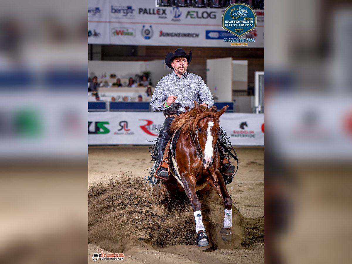 Western Beritt / Reining