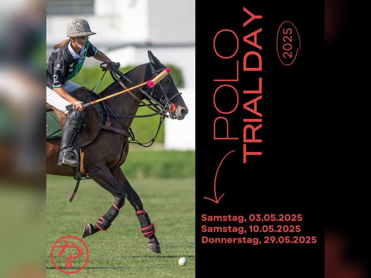 Polo Trial Day 