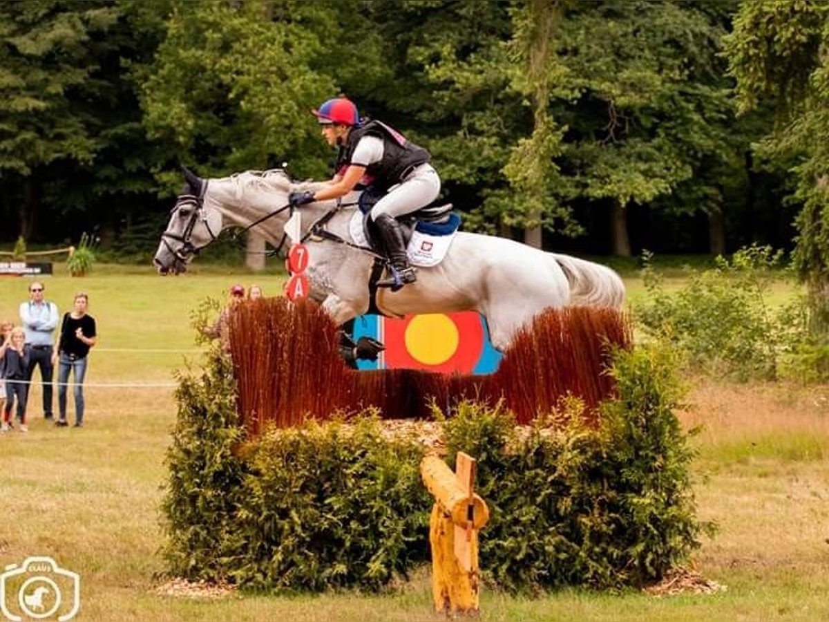 Professional trainings and consultations on all levels - eventing, showjumping