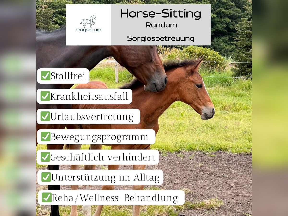 „Horse-Sitting“ und Pferdepflege!  Stallfrei mit gutem Gewissen im Raum München und Starnberg 