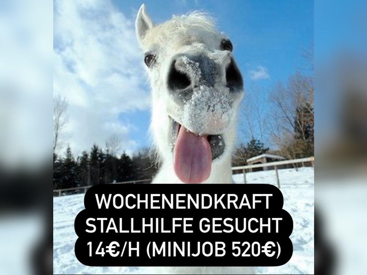  Minijob 520€ Stallhilfe Wochenendkraft Hilfskraft gesucht!