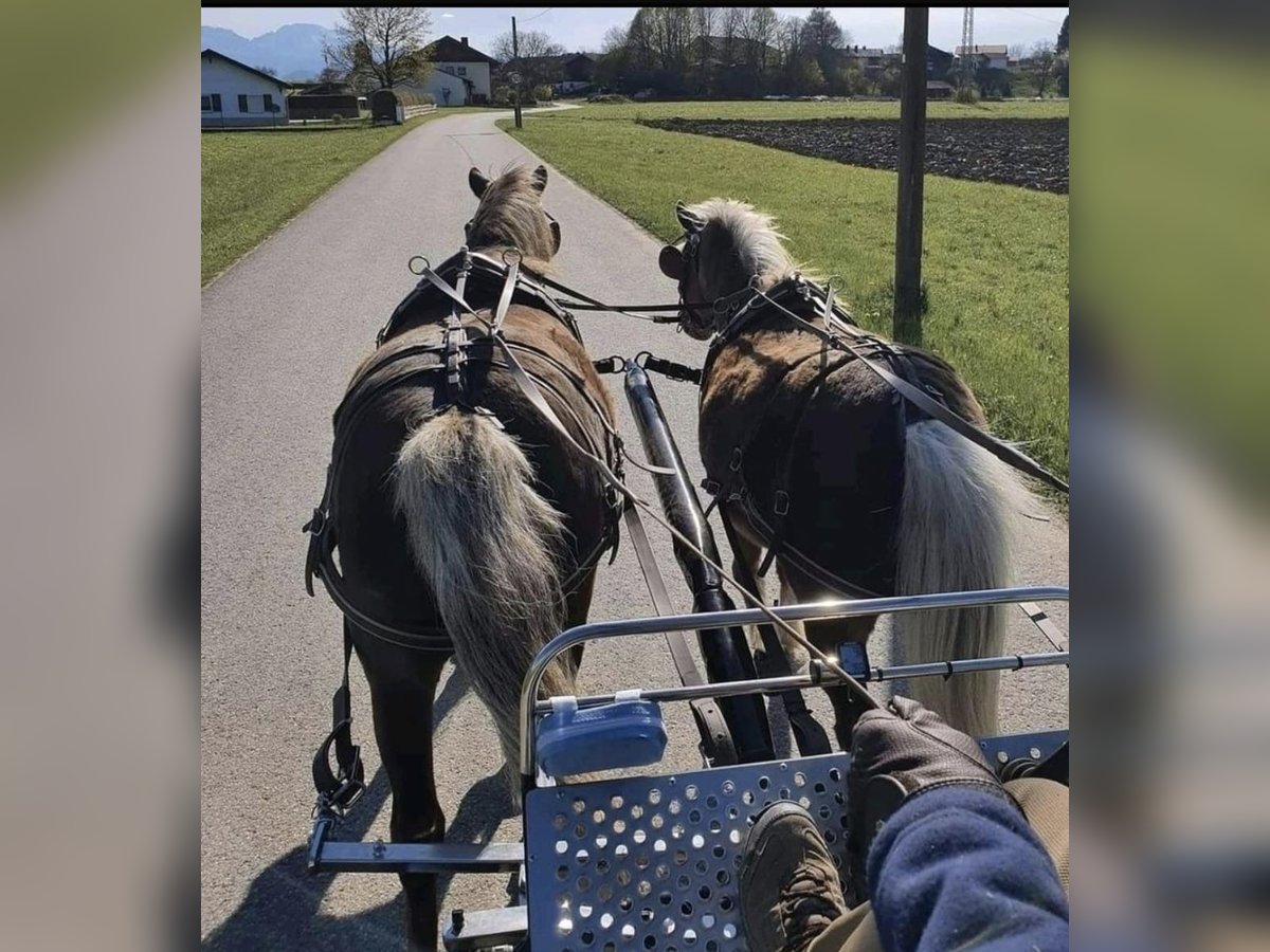 Tysk klassisk ponny Valack 8 år 115 cm fux in Freilassing