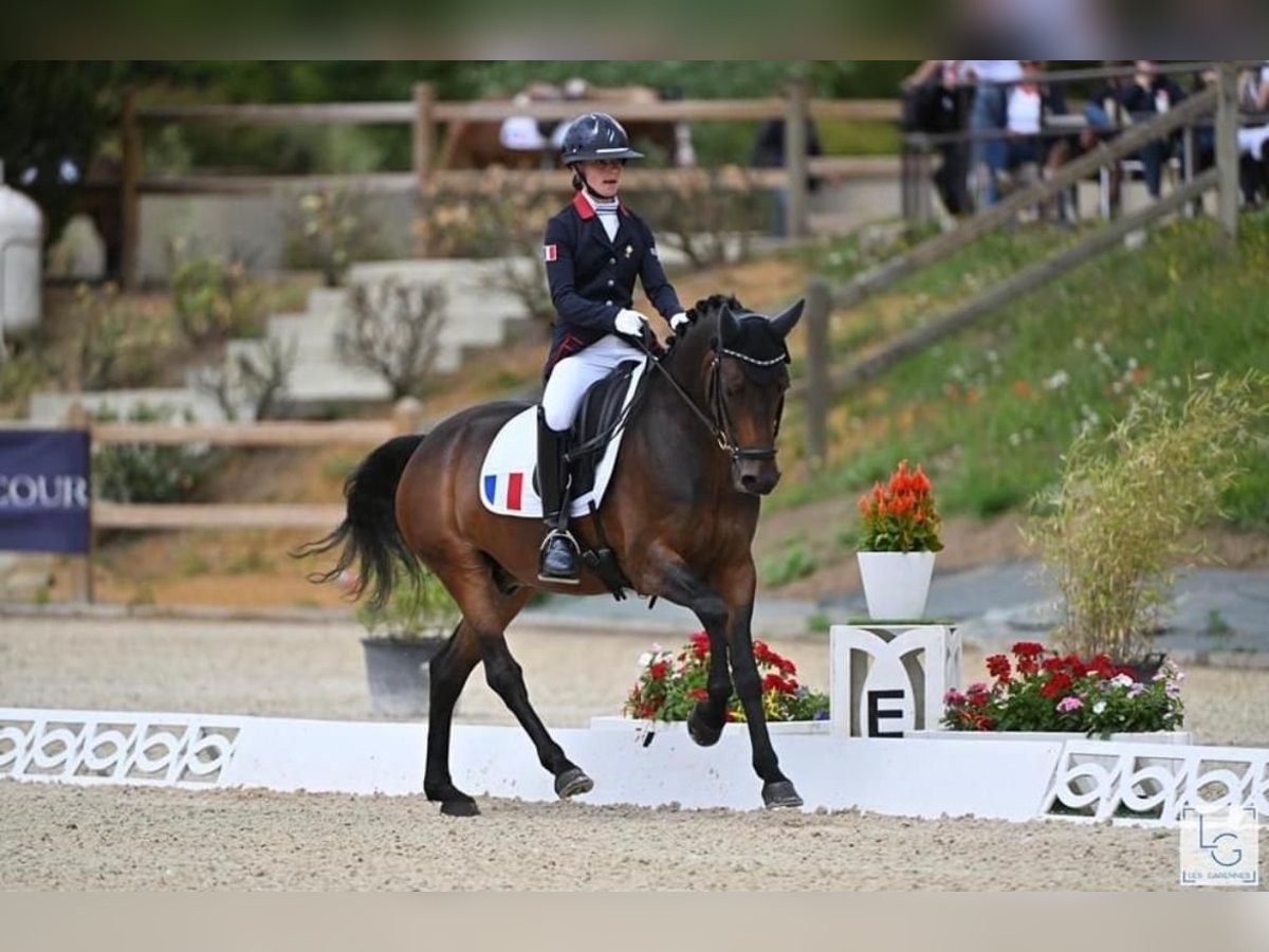 Tysk klassisk ponny Valack 9 år 148 cm Brun in Montigny-le-Bretonneux