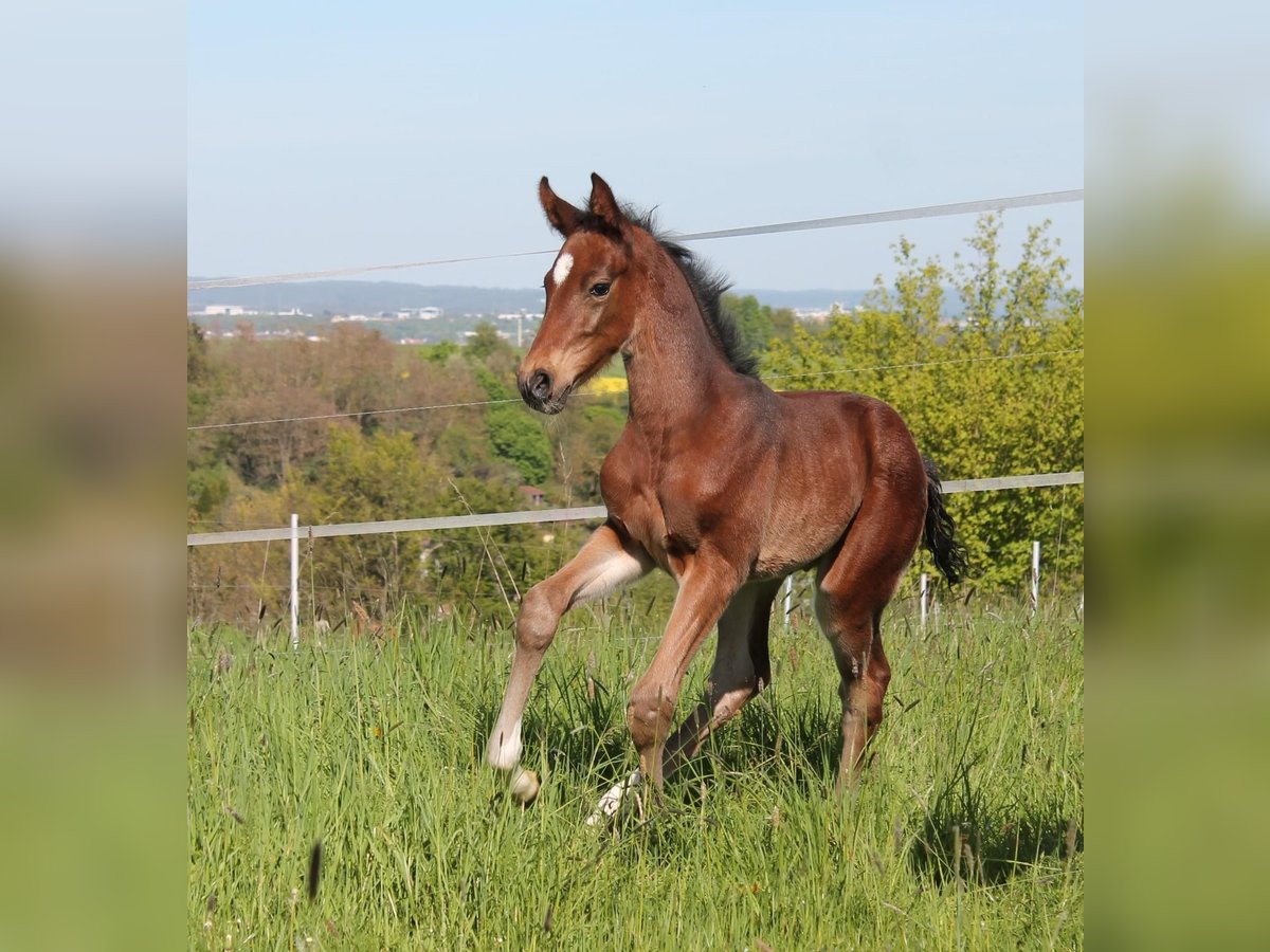 Tysk ridhäst Hingst 1 år Brun in Heistenbach