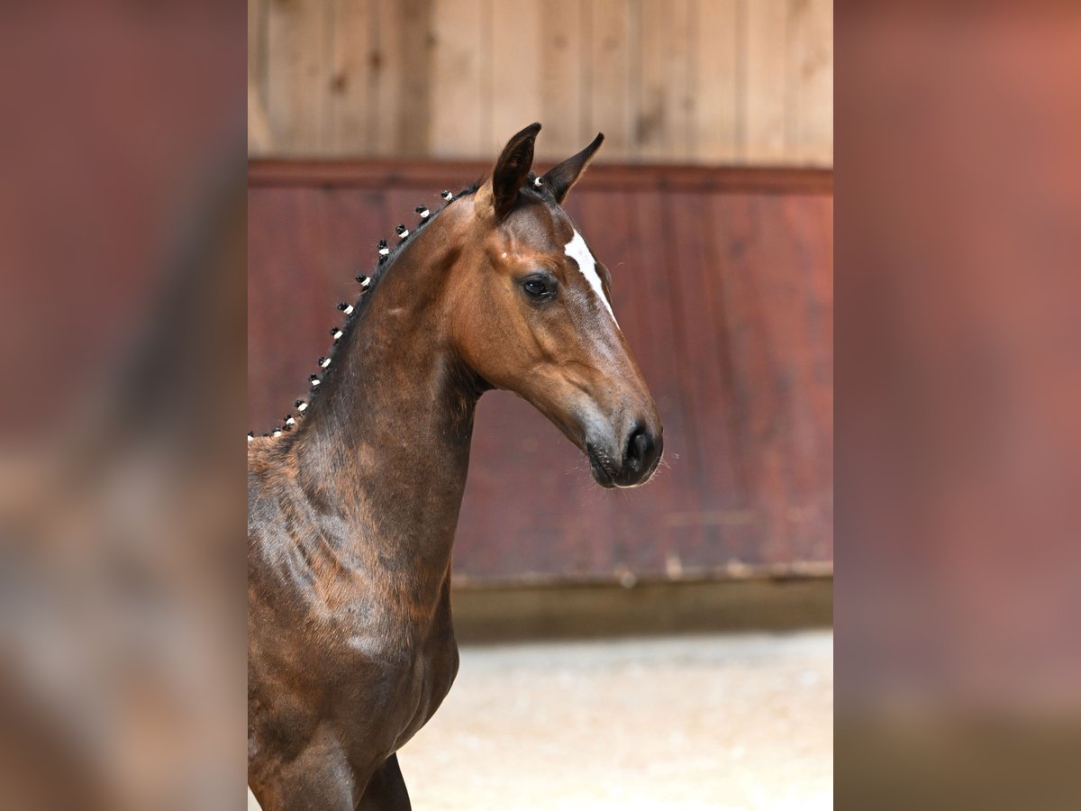 Tysk ridhäst Hingst Föl (04/2024) Mörkbrun in Unterthingau