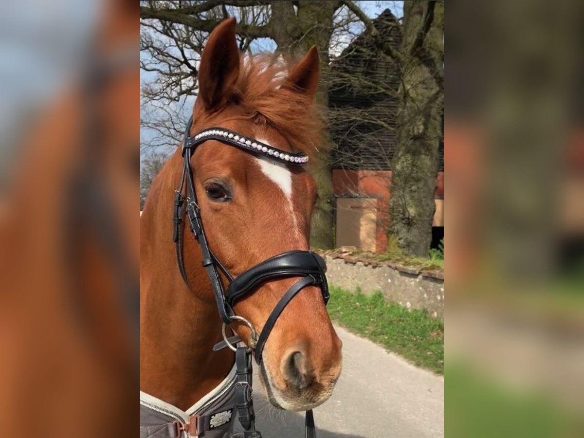 Tysk ridhäst Sto 13 år 147 cm fux in Osnabrück