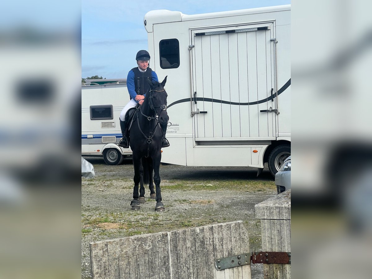 Tysk ridhäst Sto 6 år 166 cm Rökfärgad svart in Fröndenberg