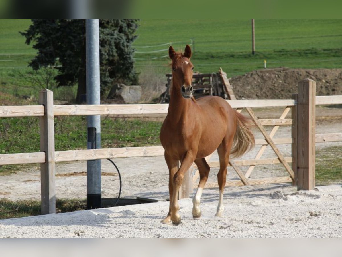 Tysk ridponny Hingst 1 år 148 cm fux in Dresden