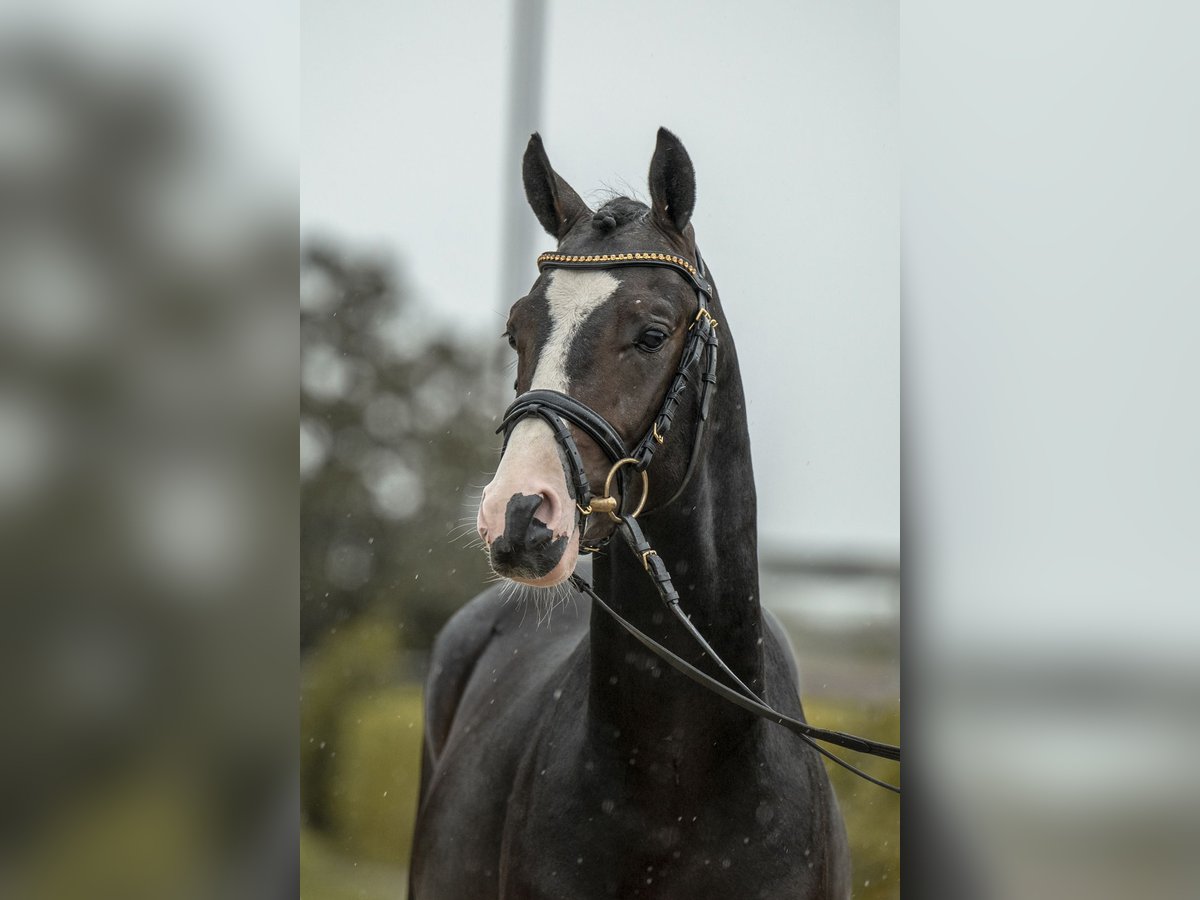 Tysk ridponny Hingst 2 år 143 cm Rökfärgad svart in Gomadingen