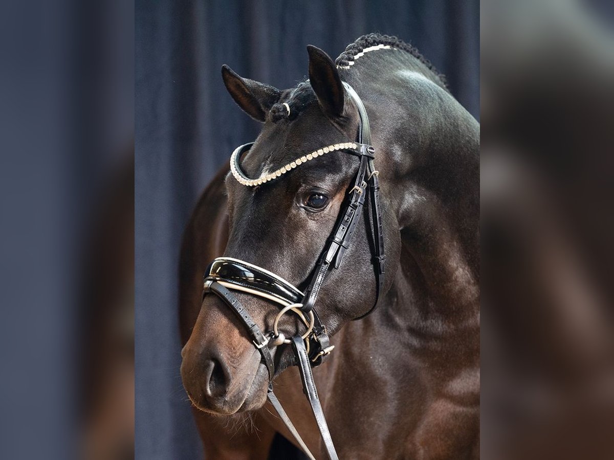 Tysk ridponny Hingst 4 år 146 cm Mörkbrun in Coesfeld