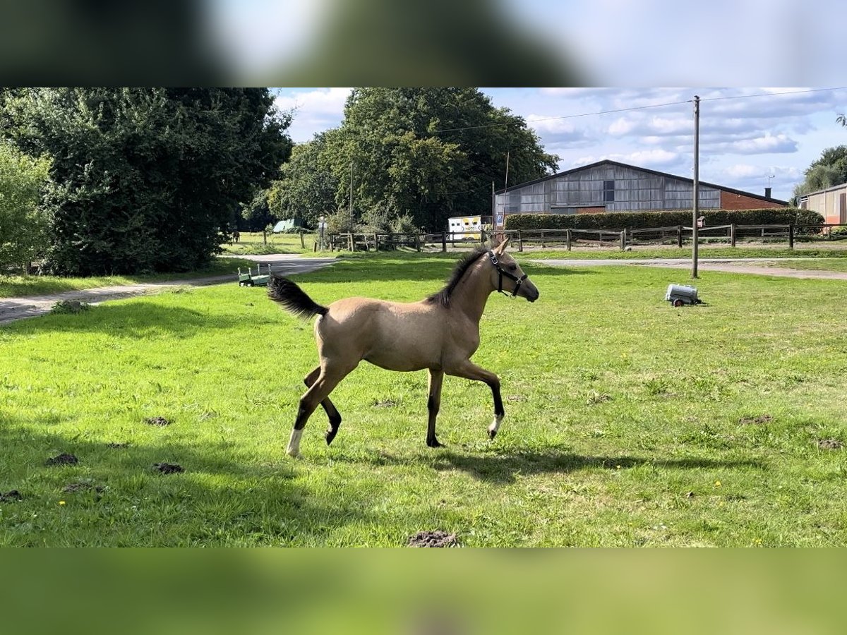 Tysk ridponny Hingst Föl (05/2024) 148 cm Gulbrun in Datteln