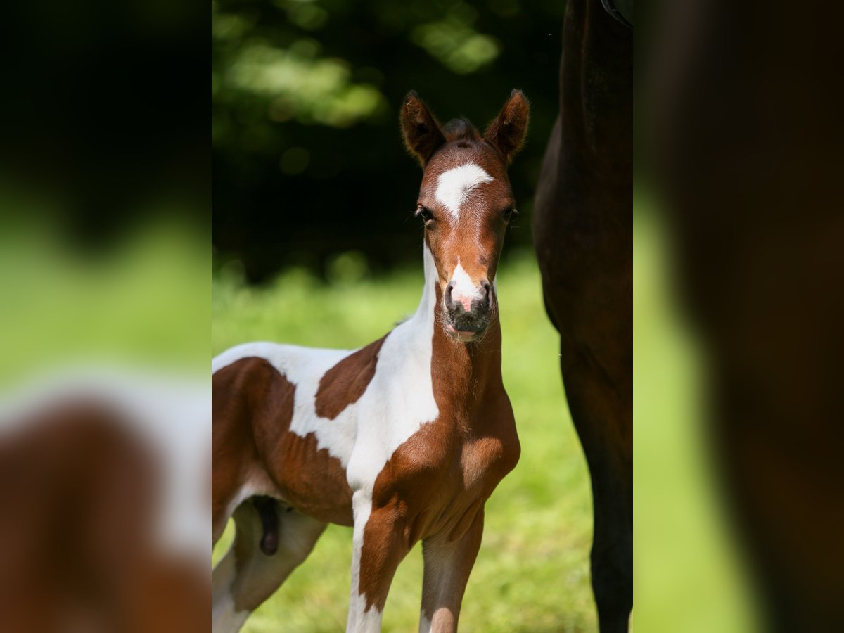 Tysk ridponny Hingst Föl (05/2024) 148 cm Pinto in Solingen